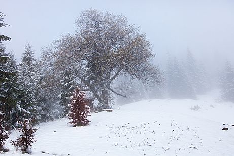 Ein Hauch von Winter beim Durchstieg durch die Nebeldecke im Aufstieg zur Schönfeldalm. Ein Hauch von Winter beim Durchstieg durch die Nebeldecke im Aufstieg zur Schönfeldalm.