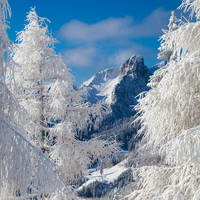 Rauhreifbedeckte Bäume und Hörndlwand Rauhreifbedeckte Bäume und Hörndlwand