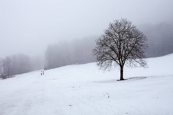 Die Wiesen von Hohenaschau vor dem ersten Steilhang der Piste.