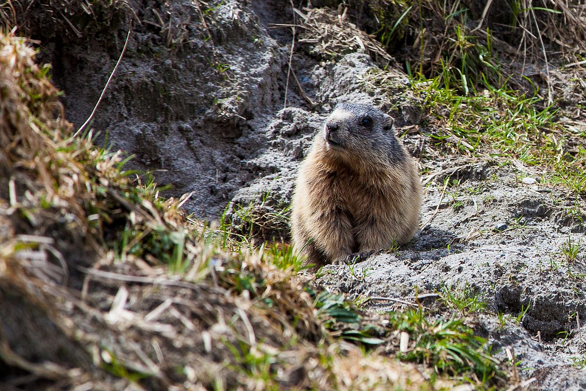 An der Issalm trauen sich die Murmeltiere langsam wieder aus ihren Löchern.