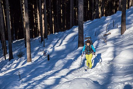 Aufstieg durch schönen, lichten Hochwald zum Seekarkreuz. Aufstieg durch schönen, lichten Hochwald zum Seekarkreuz.