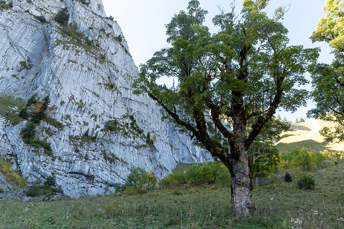 "Obstgarten" bzw. Ahornboden