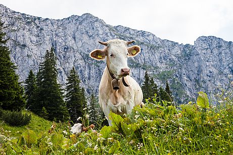 Neugieriges Rindvieh vor der mächtigen Benediktenwand. Neugieriges Rindvieh vor der mächtigen Benediktenwand.