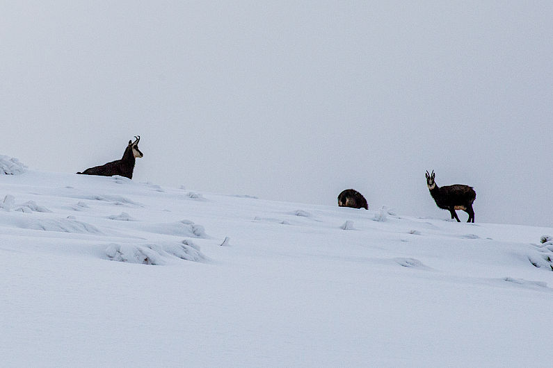 Gämsen im Hochwinter - um sie sollte man einen großen Bogen machen Gämsen im Hochwinter - um sie sollte man einen großen Bogen machen