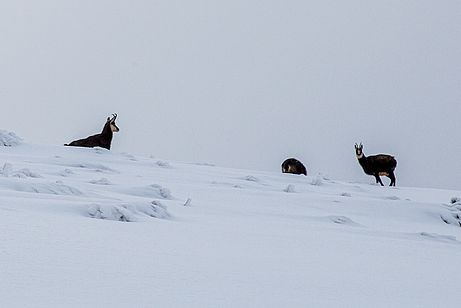 Gämsen im Hochwinter - um sie sollte man einen großen Bogen machen Gämsen im Hochwinter - um sie sollte man einen großen Bogen machen
