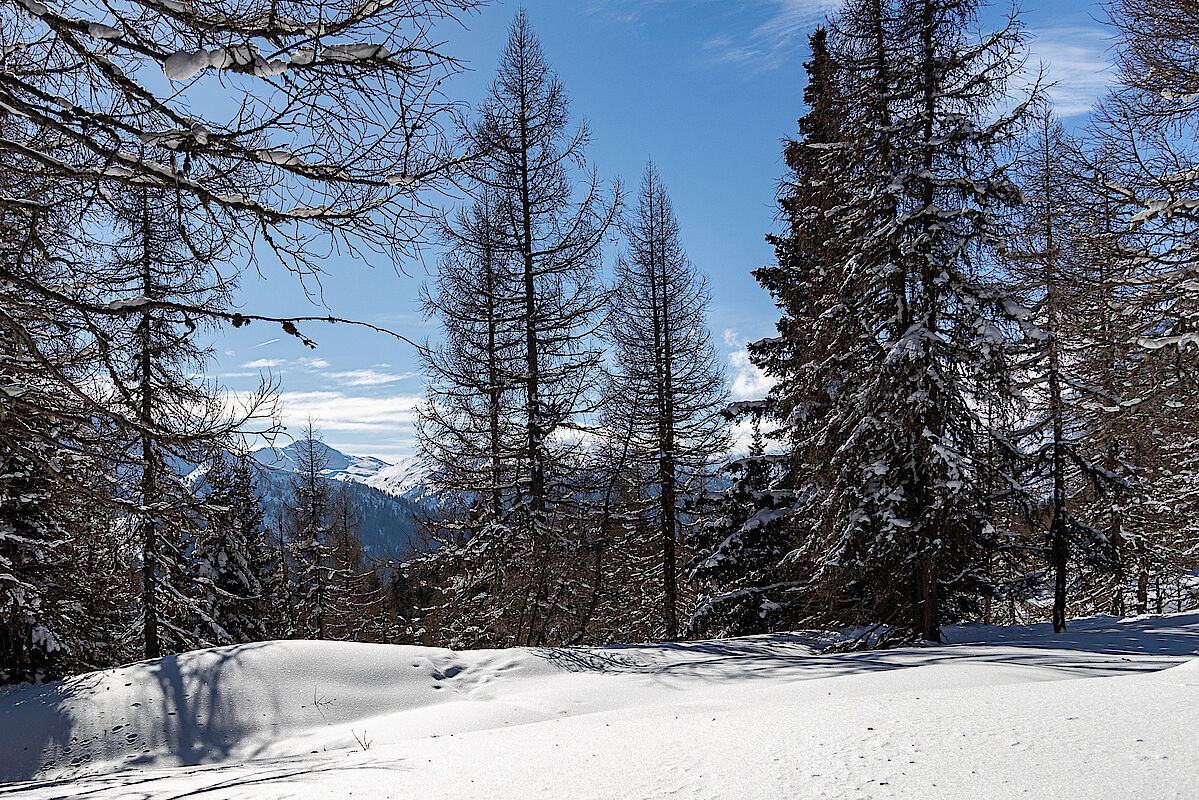 Winteridylle mit Pulverschnee im Waldbereich