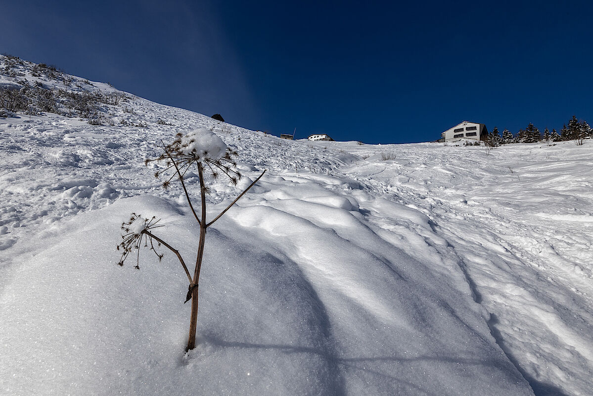 Das höhere Gesträuch schaut im Gipfelhang noch aus dem Schnee