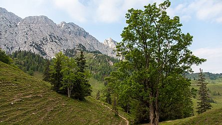 Die Nordwände des Westkaisers - ganz rechts die sonnenbeschienene Zettenkaiser Ostwand.