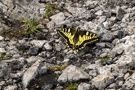 Seltene Schmetterlinge am Gipfel Schwalbenschwanz