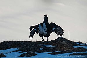 Birkhahn - Foto: Florian Bossert, Gebietsbetreuer Mangfallgebirge