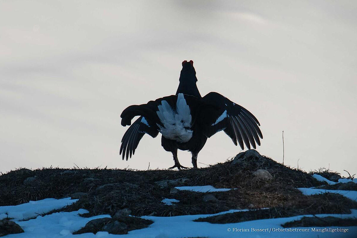 Birkhahn - Foto: Florian Bossert, Gebietsbetreuer Mangfallgebirge