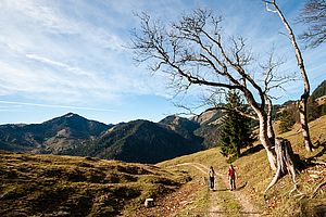 Aufstieg über die sonnigen Südhänge zum Brünnsteinhaus