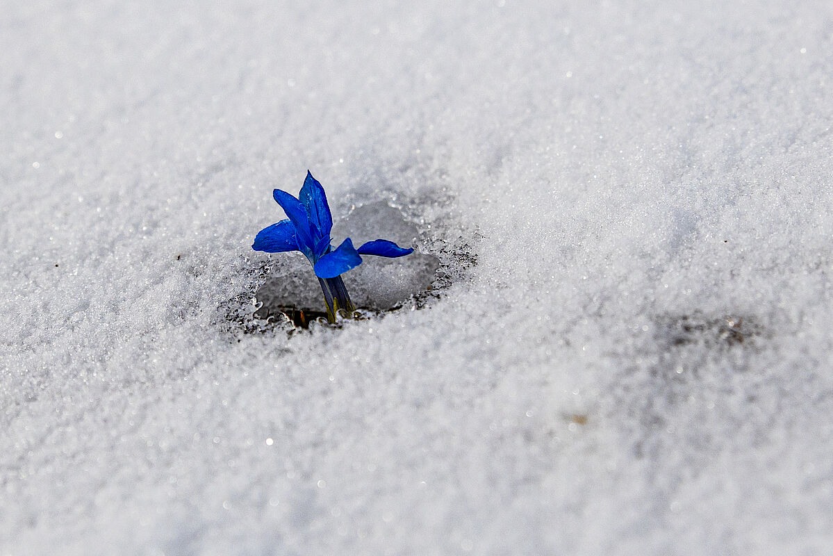 Ein Schusternagerl dachte bis vorgestern auch noch es sei Frühling