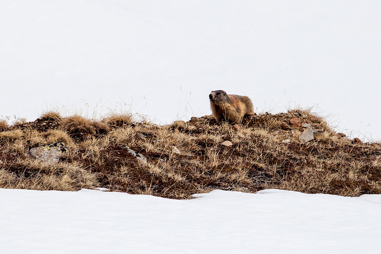 Die Murmeltiere freuen sich über den fortschreitenden Frühling.