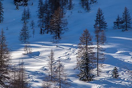 Schönes, licht bewaldetes Almgelände im Aufstieg zum Gaishorn. Schönes, licht bewaldetes Almgelände im Aufstieg zum Gaishorn.