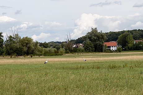 Die Storchenwiesen des Laabertales Die Storchenwiesen des Laabertales