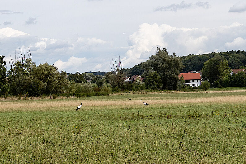 Die Storchenwiesen des Laabertales