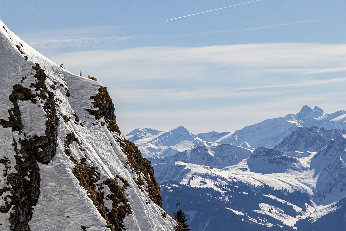 Exponierter Gams-Sitzplatz