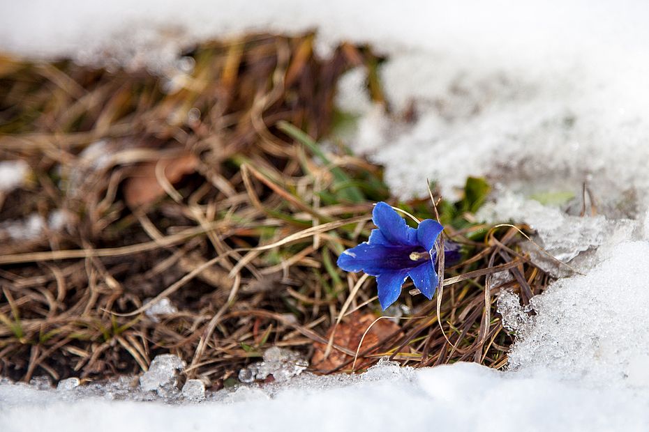 An der Schönfeldalm blüht im November der Enzian
