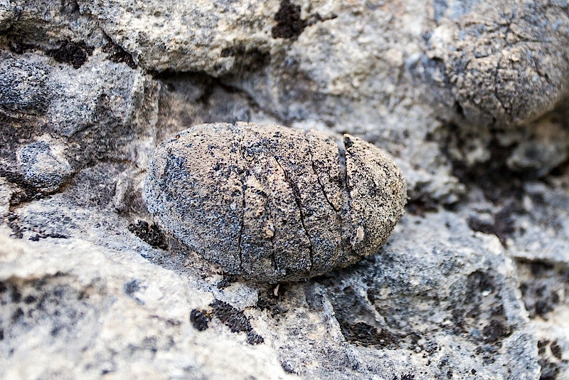 Das Gestein am Rotwandkopf weist viele eisenfeste "Knollen" auf.