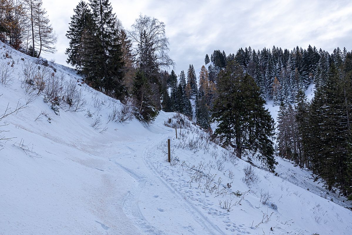 An der Waldgrenze werden die Lärchennadeln angeweht.
