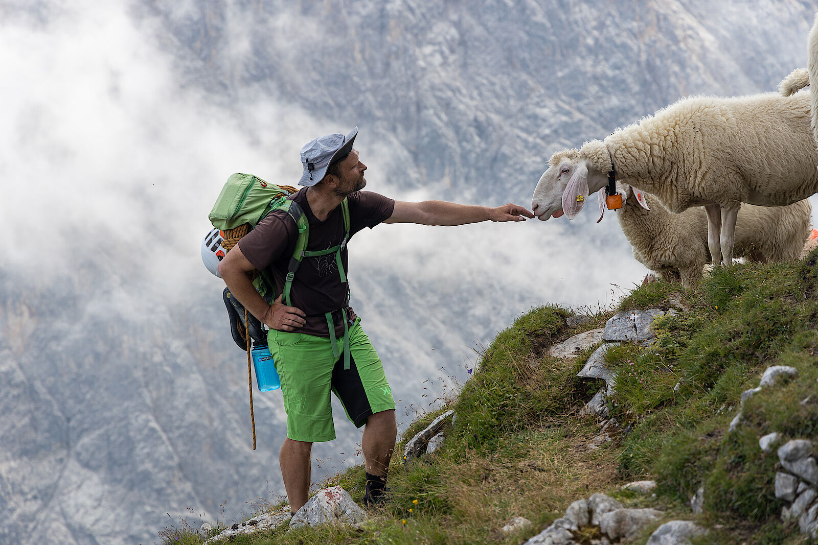 Neugierige Schafe begrüßen uns am Söllerpass