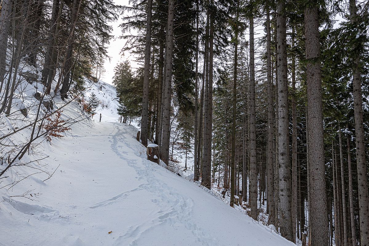 Forststraße durch den Wald ist gut Schnee bedeckt