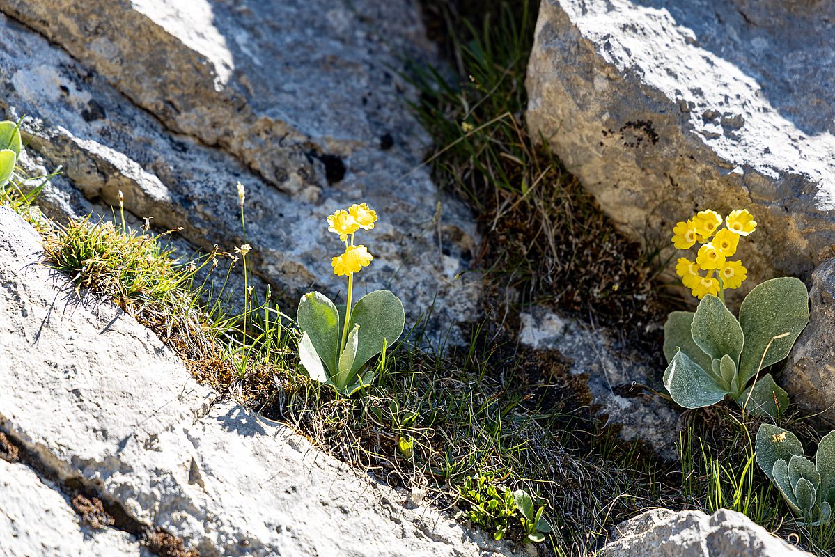 Alpenaurikel am Wandfuß