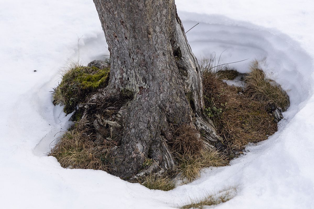 Schneelage im Freudenreichkessel: 20-30 zusammengeregneter, gesetzter Altschnee