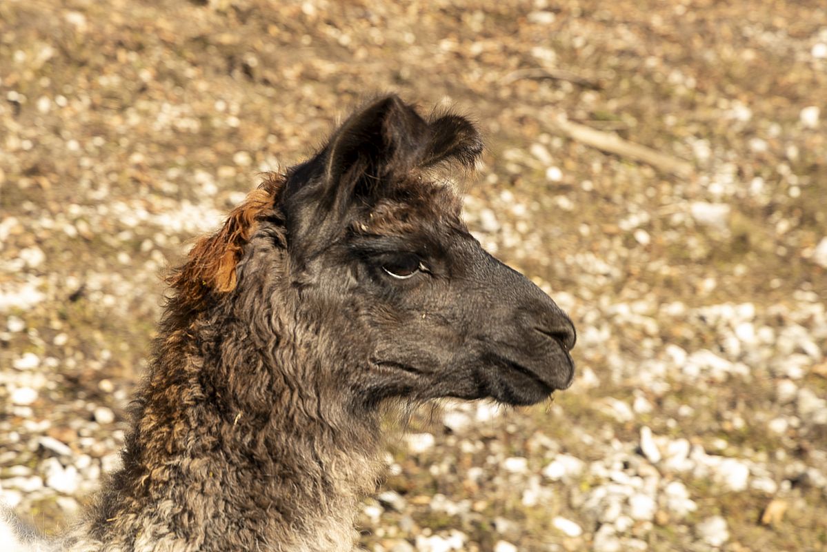 Auch den Lamas taugts in der Sonne