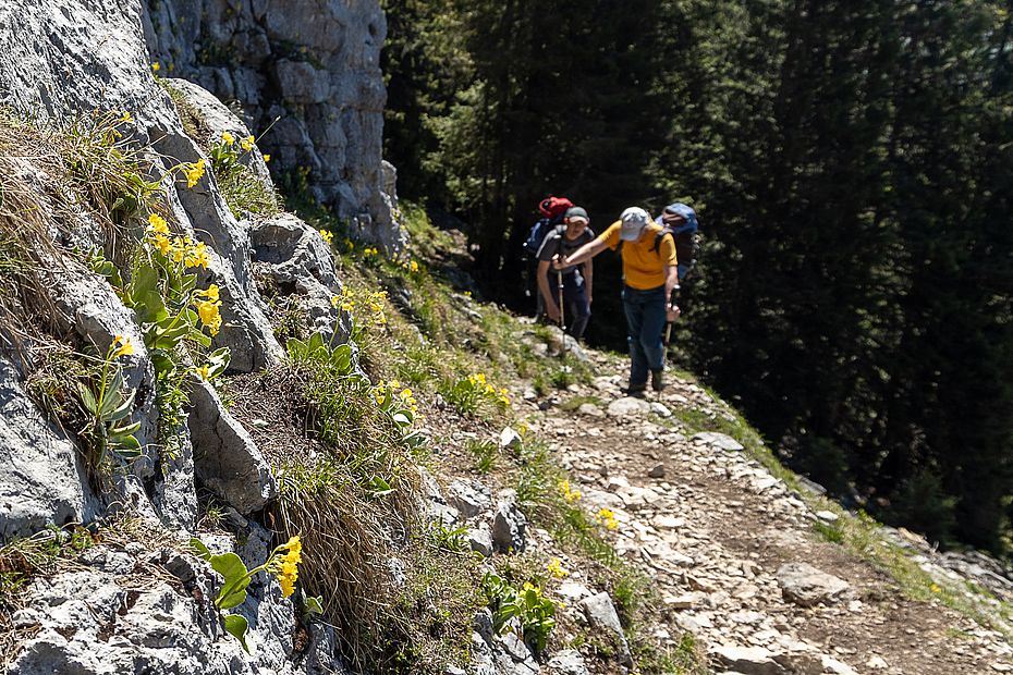 Aufstieg entlang der mit Aurikel geschmückten Felsen Aufstieg entlang der mit Aurikel geschmückten Felsen