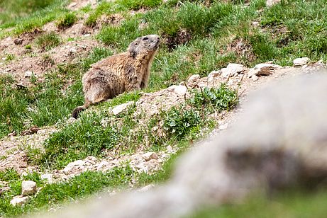 Echtes Murmeltier - ebenfalls auf der Patziner Alm Echtes Murmeltier - ebenfalls auf der Patziner Alm