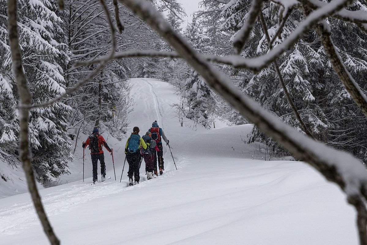 Über die Forststraße gehts zur Seelackeralm
