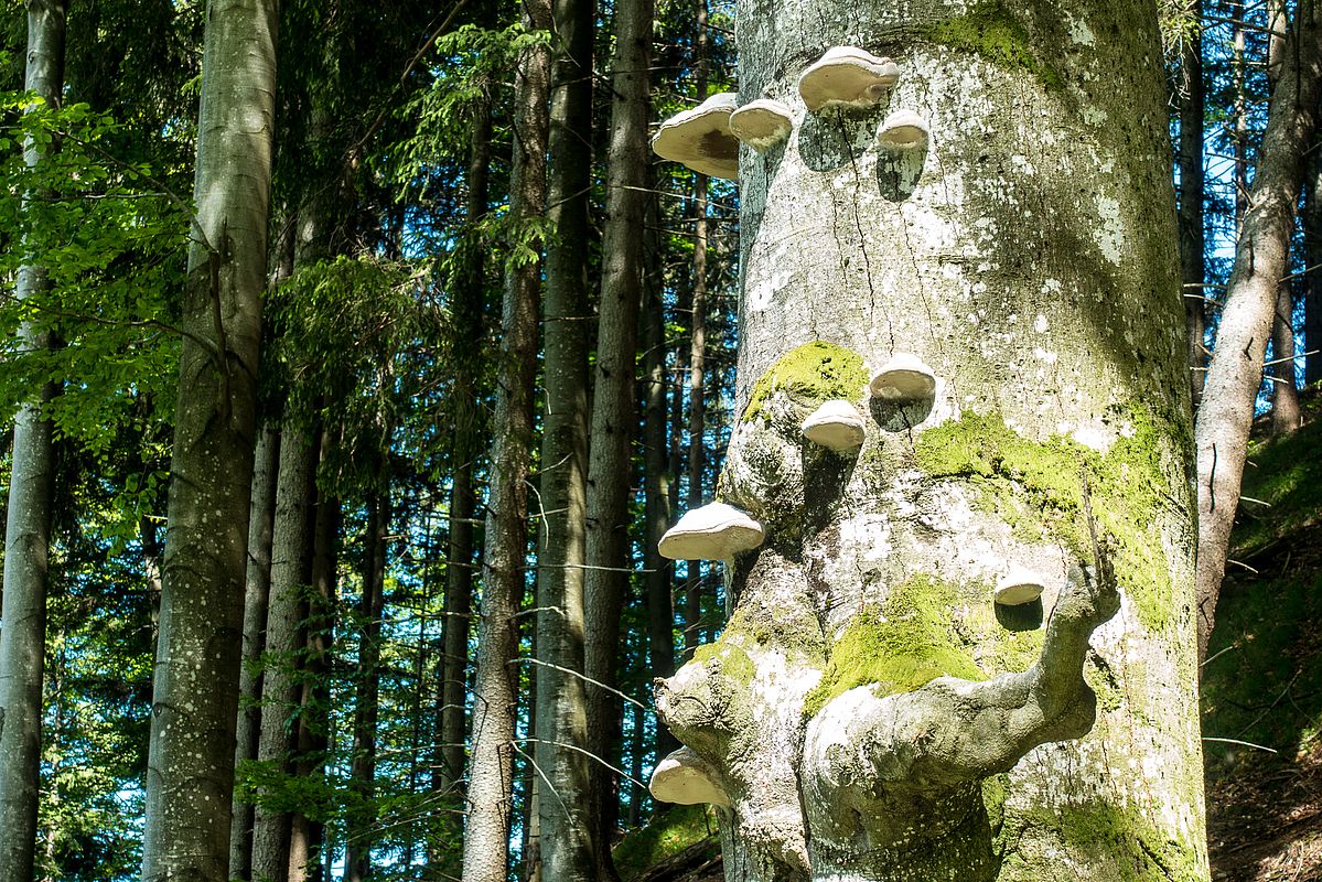 Die wirkliche Idylle wartet dann weiter oben im Fuchslugergraben