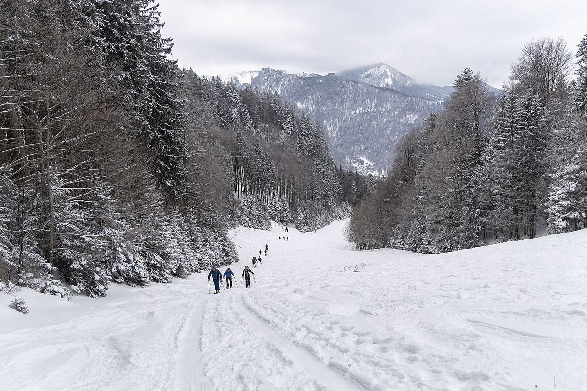 Ordentlicher Herdenauftrieb heute