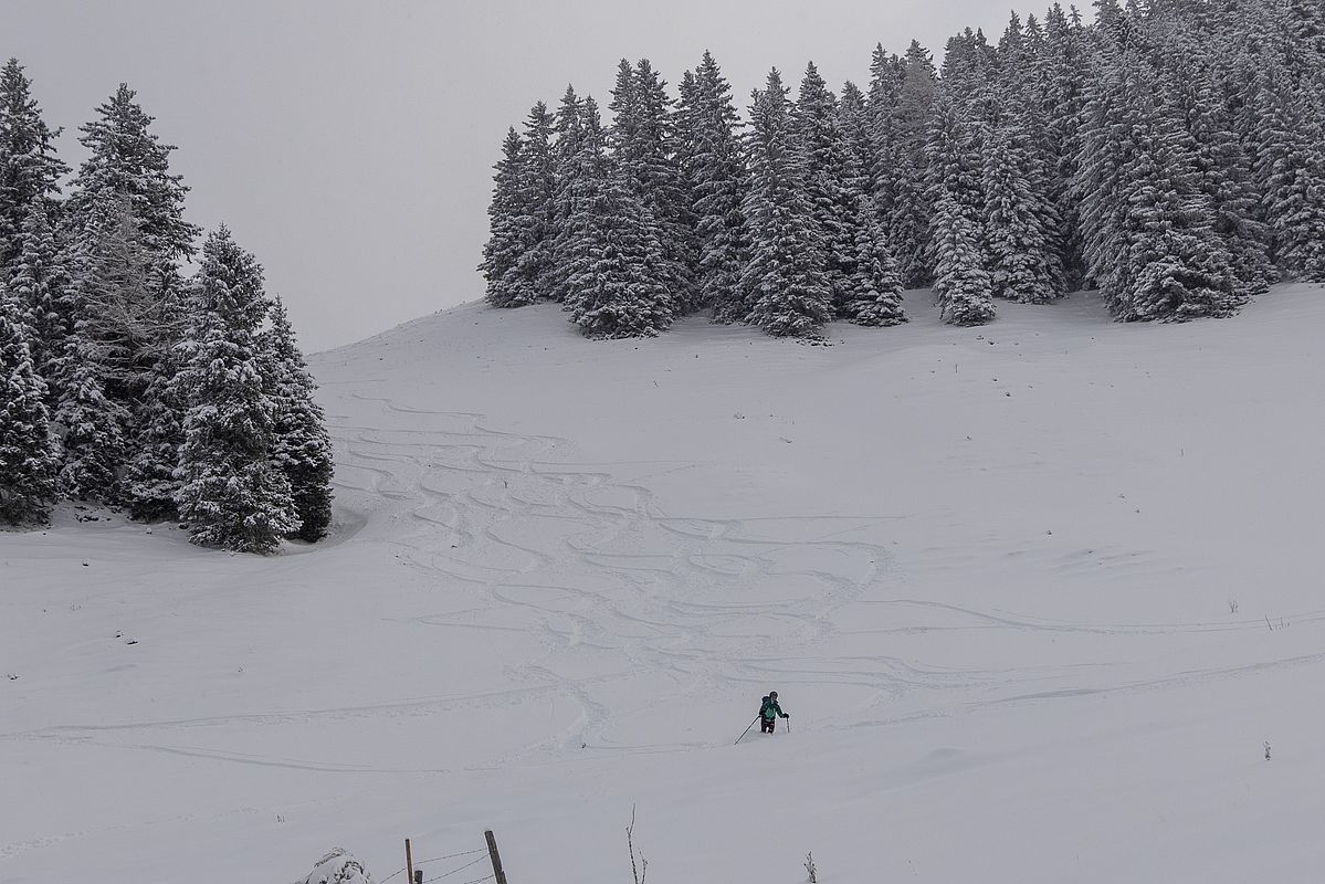 Der steilere Hang oberhalb der Seelackeralm war das einzige Stück, wo man die Buckel des Untergrunds gelegentlich noch erwischt hat
