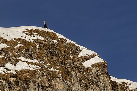 Den Rotwandkopf hat sie ganz für sich alleine
