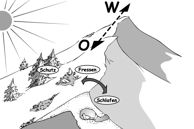 Lebensraum der Schneehühner Lebensraum der Schneehühner