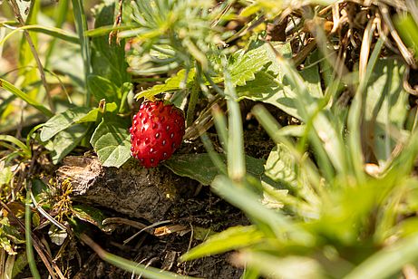 Eine Lichtung mit Walderdbeeren eignet sich optimal für eine spontane Pause Eine Lichtung mit Walderdbeeren eignet sich optimal für eine spontane Pause