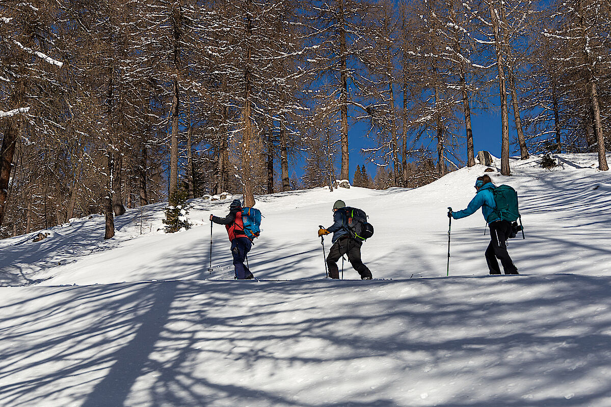 Pulverschnee im Lärchenwald