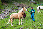 Pferde unterhalb der Patziner Alm auf der Wanderung zum Wölfeleskopf im Langtauferertal