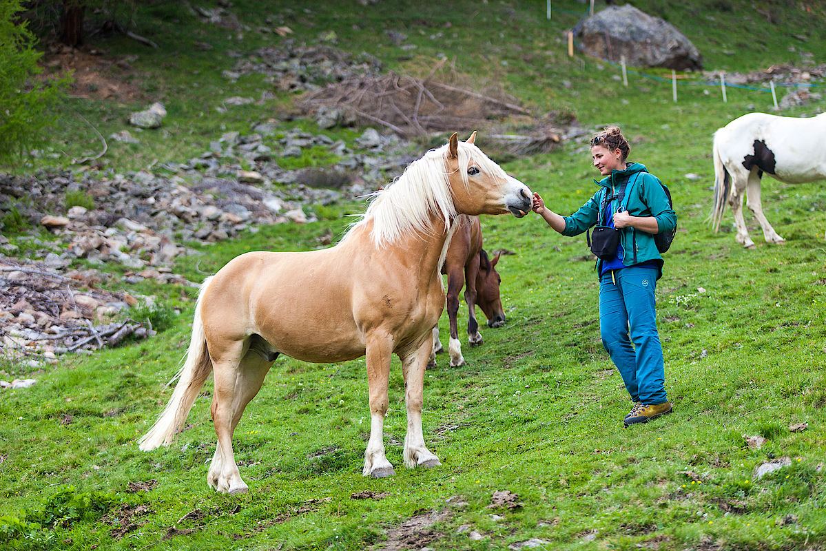 Pferde unterhalb der Patziner Alm auf der Wanderung zum Wölfeleskopf im Langtauferertal