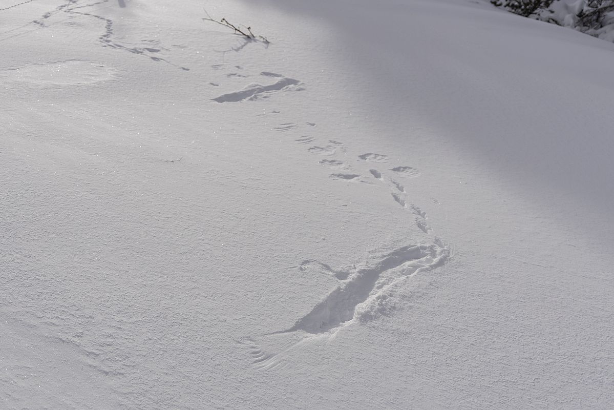 Birkhuhnspuren im Sattel unterhalb des Steilnerjochs