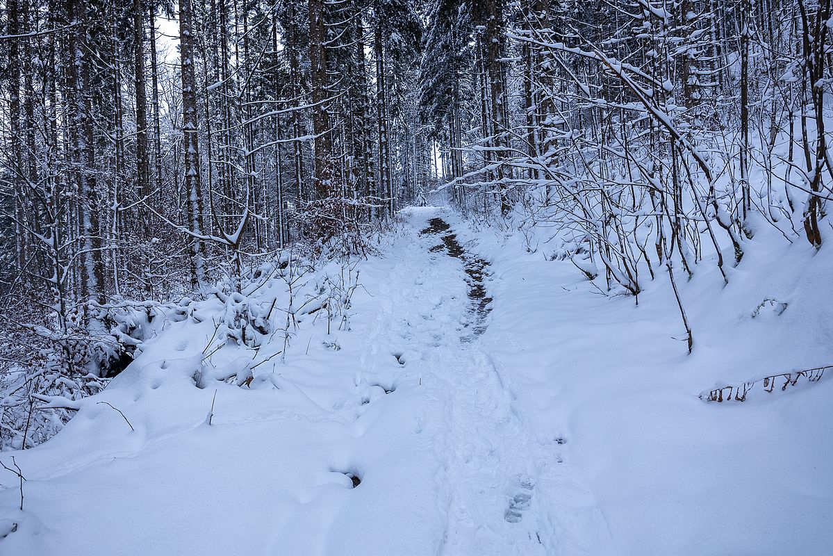Ganz unten der Waldwegabkürzer geht nur im Aufstieg