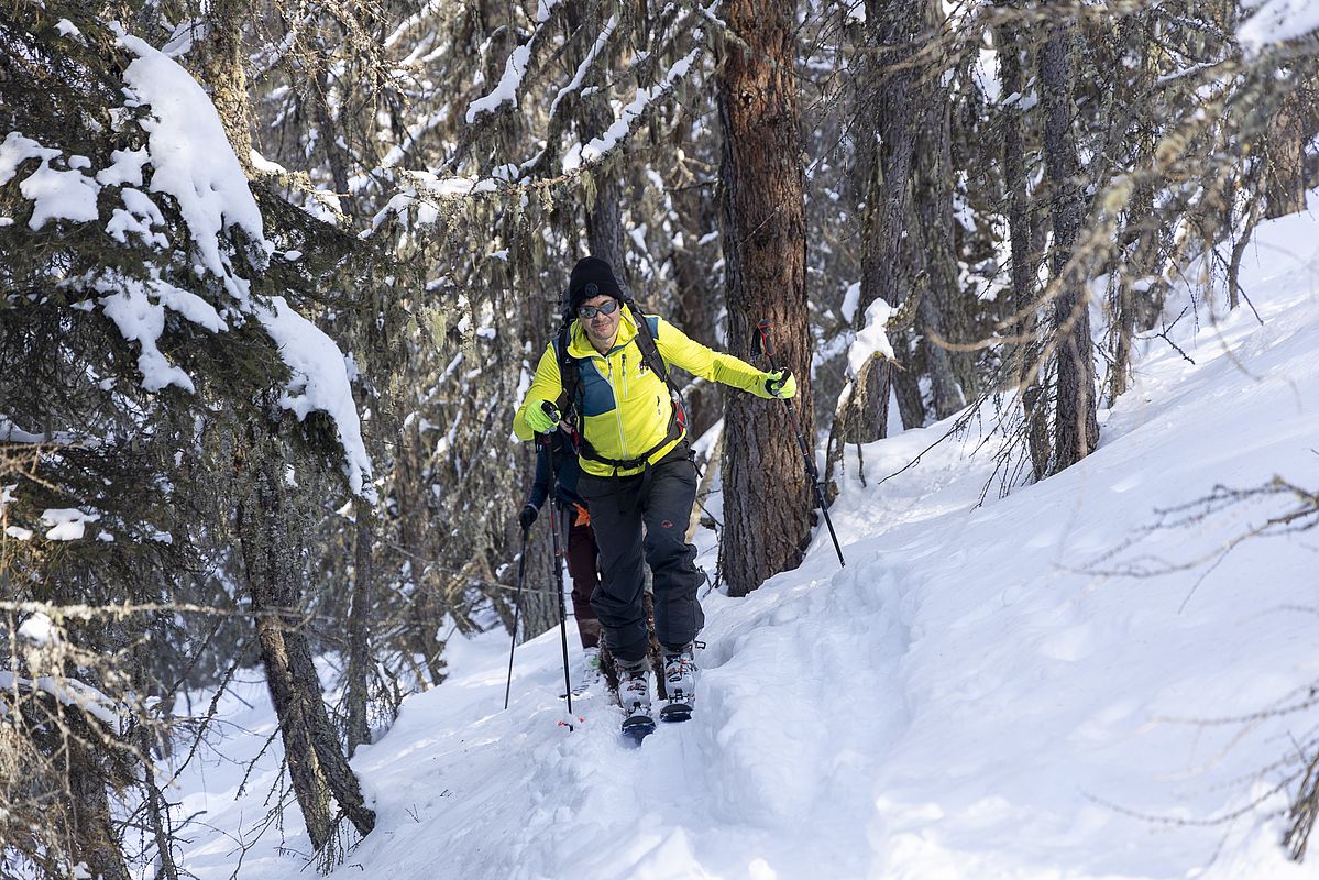 Zwischendurch etwas dichterer Lärchenwald
