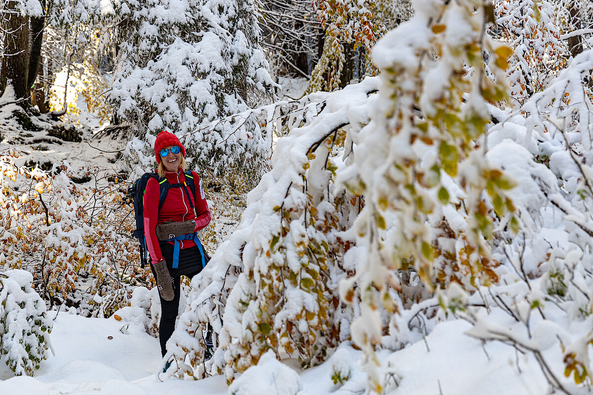 Die Bäume wähnten sich noch im Frühherbst und wurden vom Schnee überrascht, bevor sie die Blätter abwerfen konnten