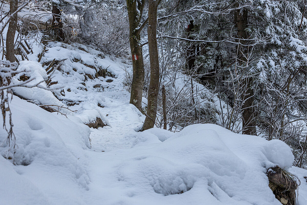 Auf etwa 1200 m fängt die Schneedecke an.