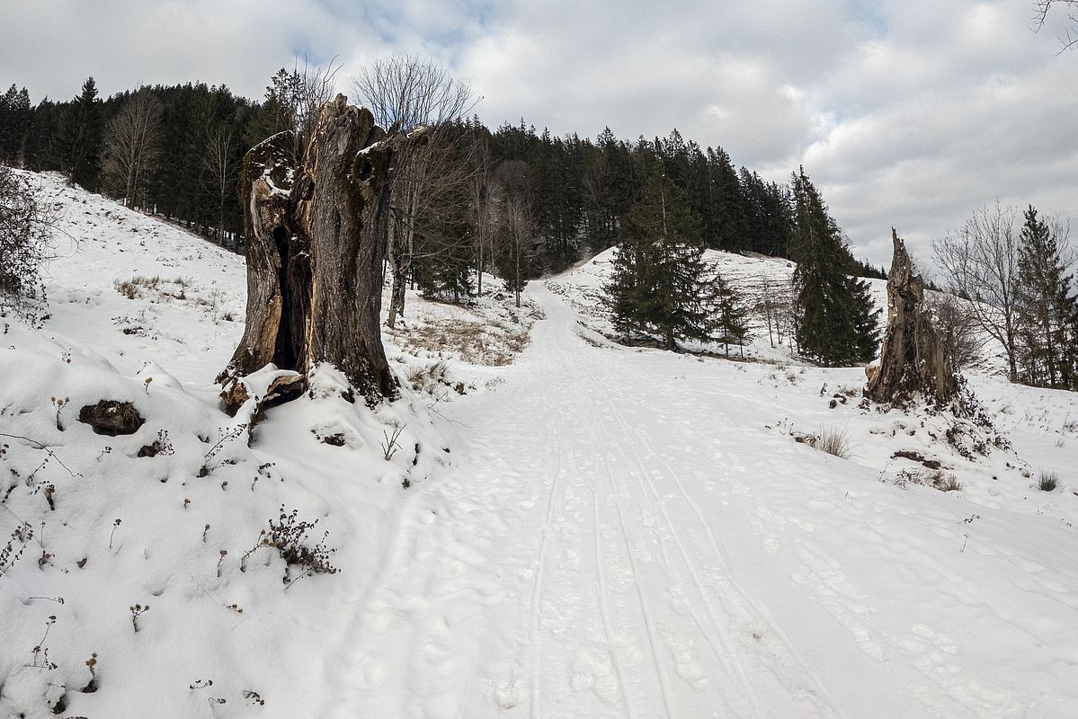 Die Rodelbahn der Breitenberghütte