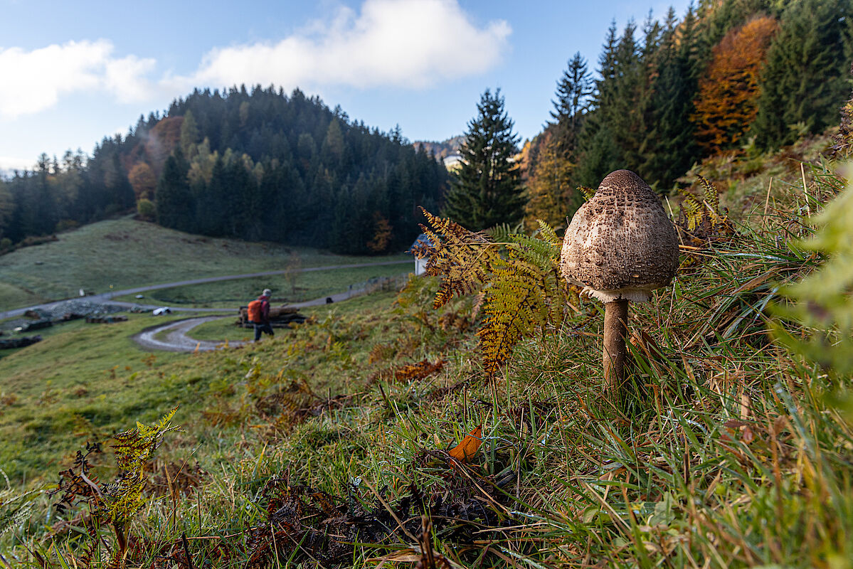 Parasol-Pilz bei Sachrang