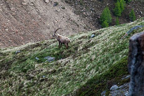 Steinböcke am Wegesrand im Abstieg zur Melager Alm Steinböcke am Wegesrand im Abstieg zur Melager Alm